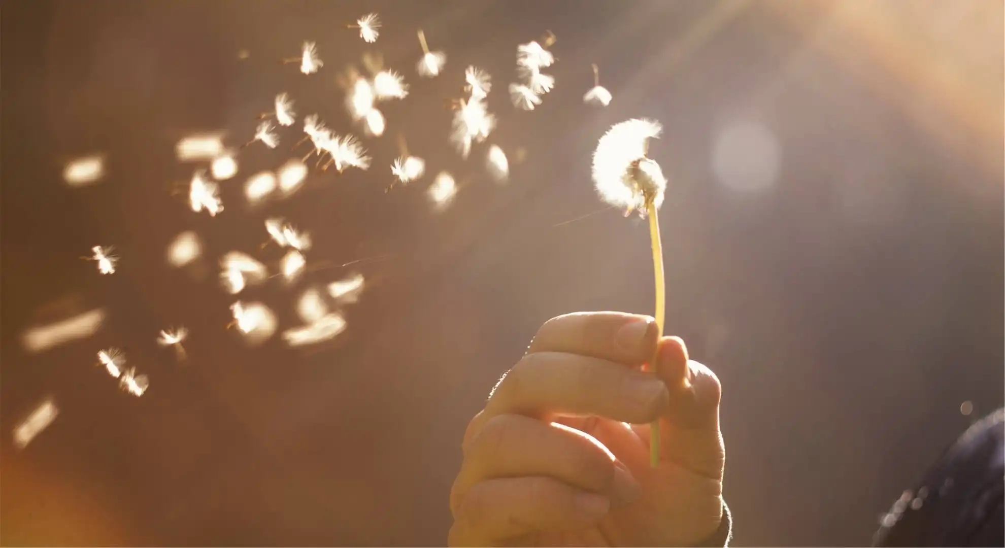 dandelion feathers flying in breeze