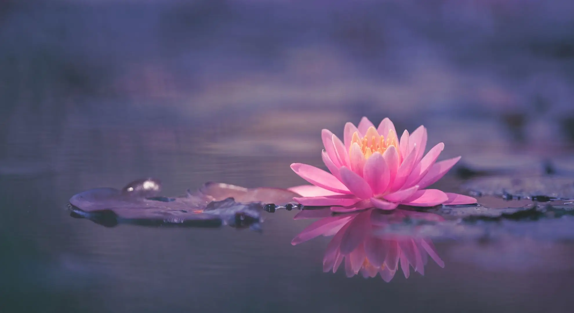 a single lotus in a swamp