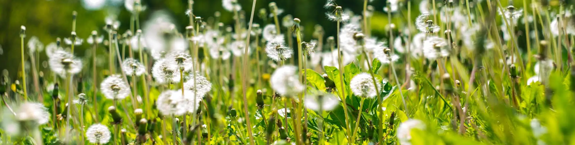 field of dandelions