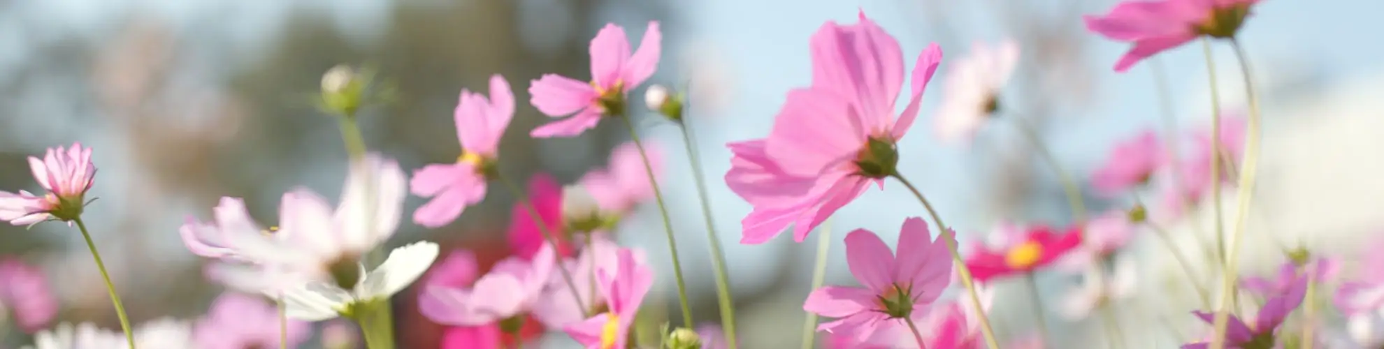 pink wildflowers