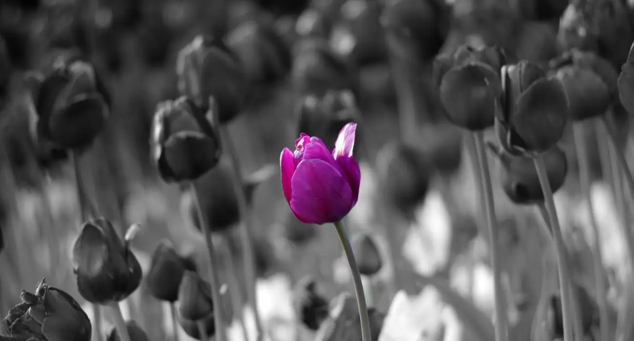 a pink flower against achromatic background