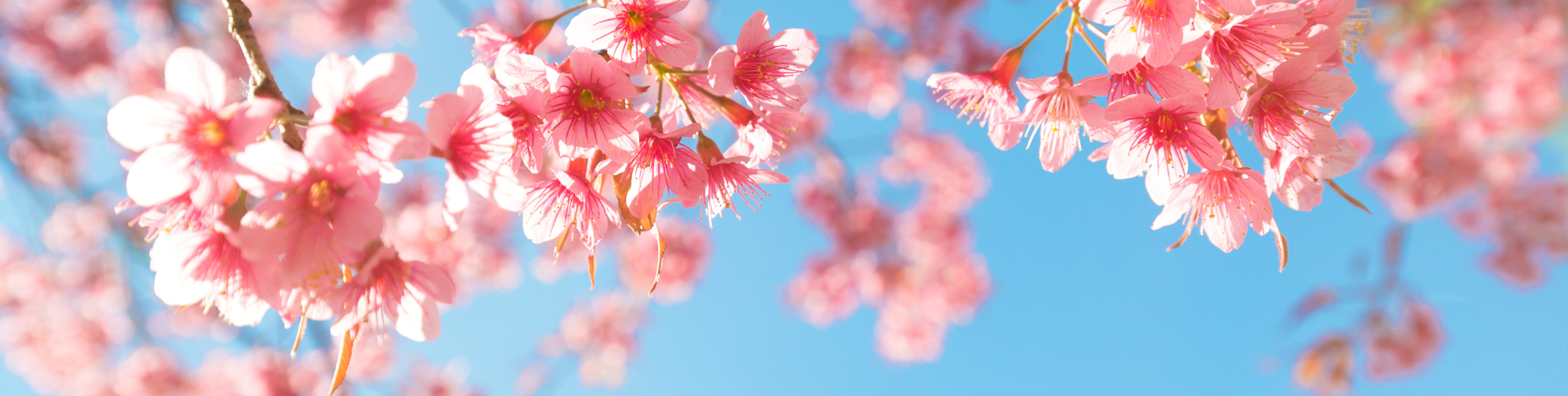flowers with a blue sky in the background