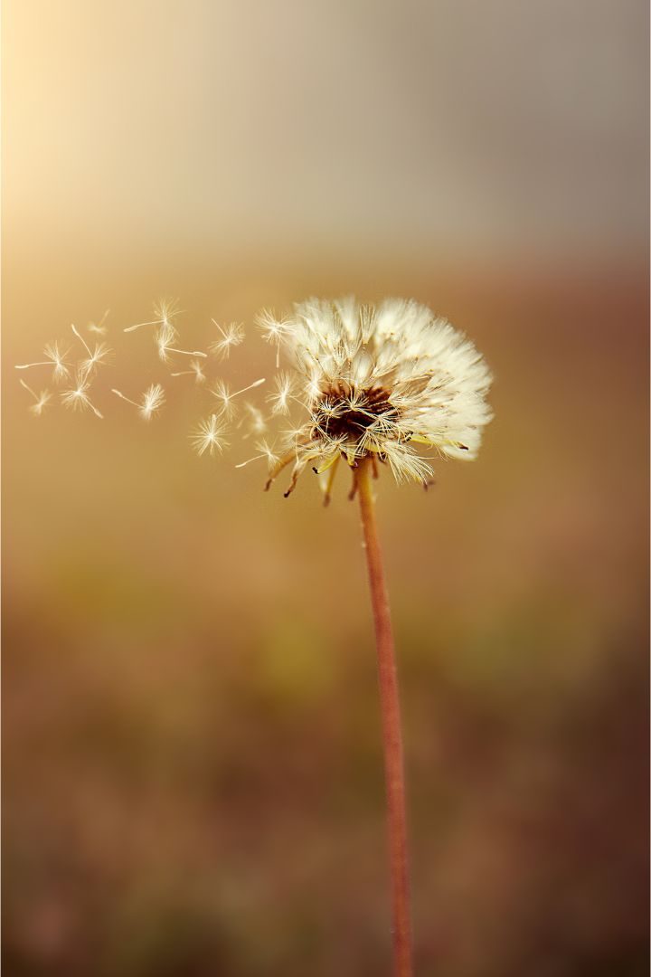 beautiful sepia photo of a dandelion while it's feathers are being blown away by wind